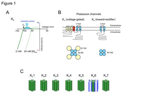 define positive cuurent potassium chanel|Inward.